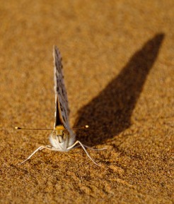 Papillon du désert